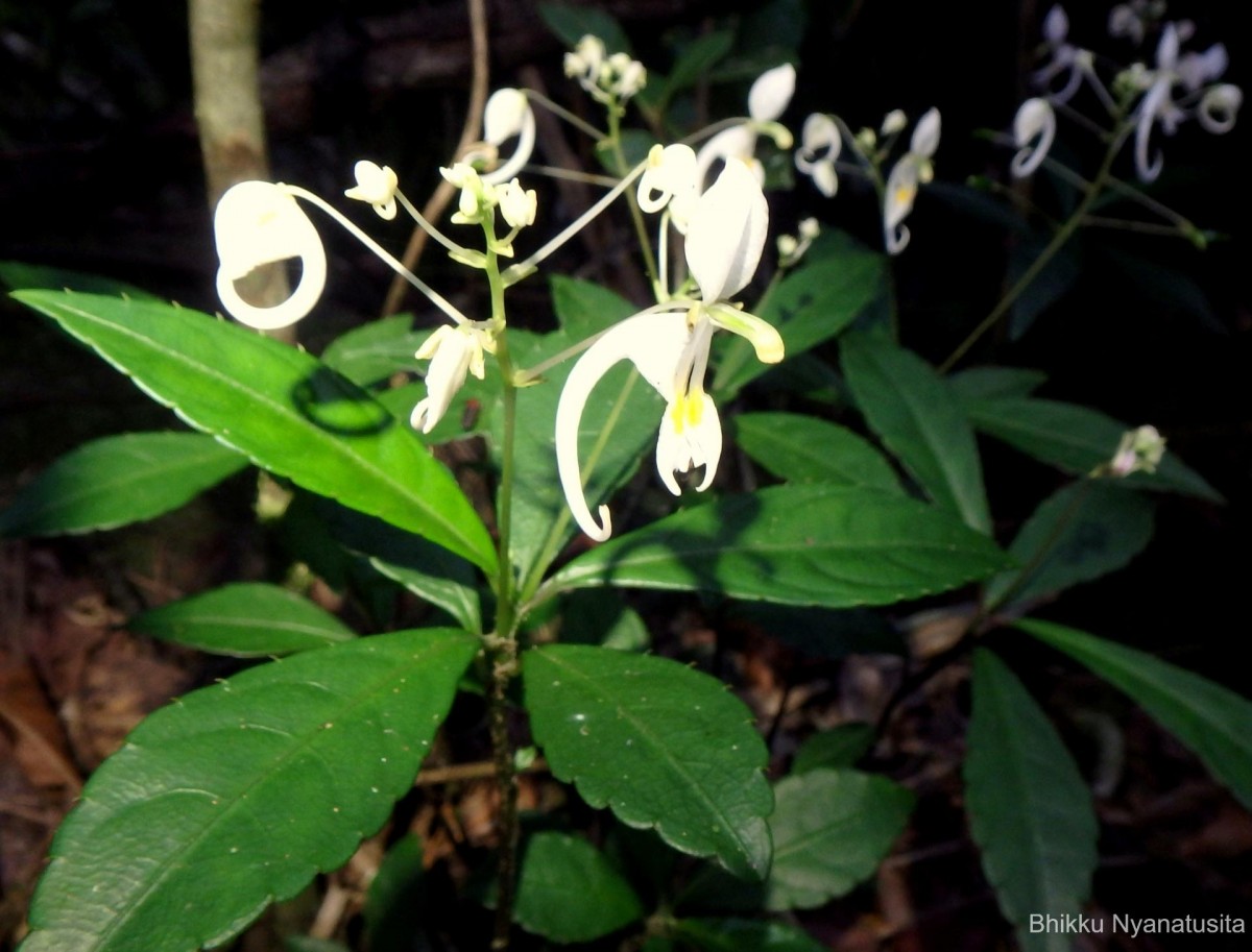 Impatiens cornigera Arn.